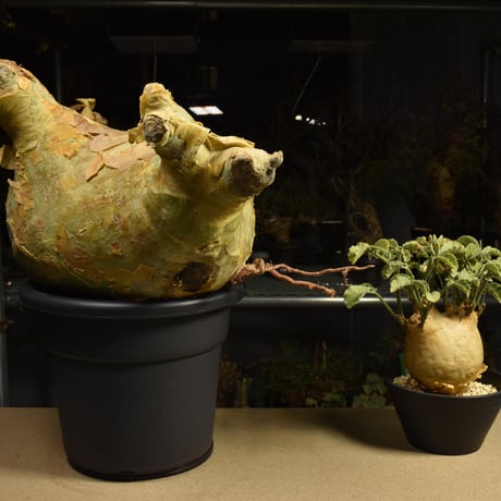 Cyphostemma uter macropus　キフォステンマ ウター マクロプス ベアルート株 6I9 芽吹きあり