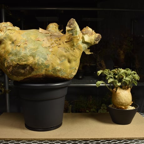 Cyphostemma uter macropus　キフォステンマ ウター マクロプス ベアルート株 6I10 芽吹きあり