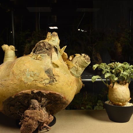 Cyphostemma uter macropus　キフォステンマ ウター マクロプス ベアルート株 6I2 芽吹きあり