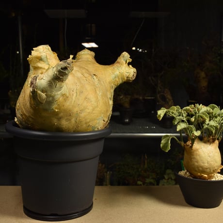 Cyphostemma uter macropus　キフォステンマ ウター マクロプス ベアルート株 6I14 芽吹きあり