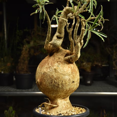 Adenium Somalense アデニウム ソマレンセ 発根済現地株 6H4