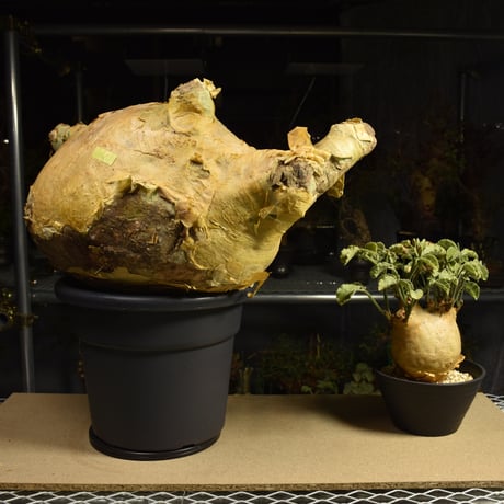 Cyphostemma uter macropus　キフォステンマ ウター マクロプス ベアルート株 6I6 芽吹きあり