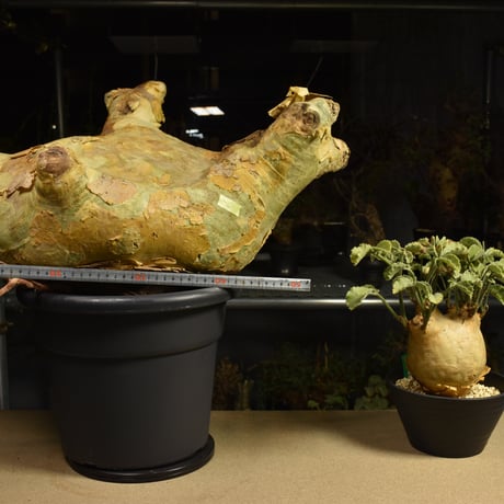 Cyphostemma uter macropus　キフォステンマ ウター マクロプス ベアルート株 6I9 芽吹きあり