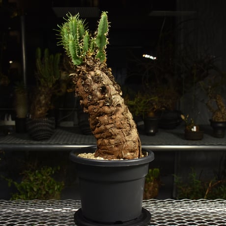 Euphorbia mlanjeana　ユーフォルビア ムランジーナ 発根済現地株 6DA36