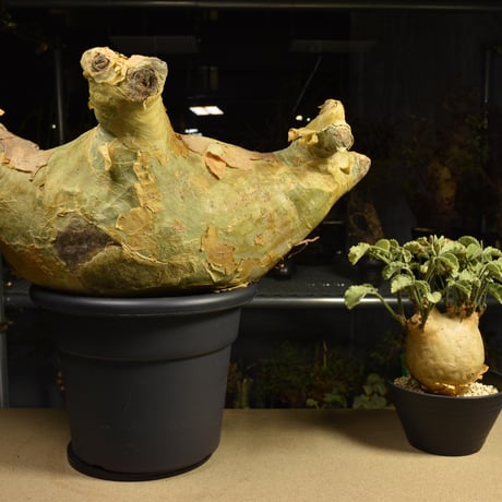 Cyphostemma uter macropus　キフォステンマ ウター マクロプス ベアルート株 6I9 芽吹きあり