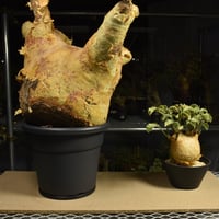 Cyphostemma uter macropus　キフォステンマ ウター マクロプス ベアルート株 6I4 芽吹きあり