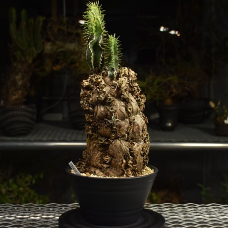 Euphorbia mlanjeana　ユーフォルビア ムランジーナ 発根済現地株 I89
