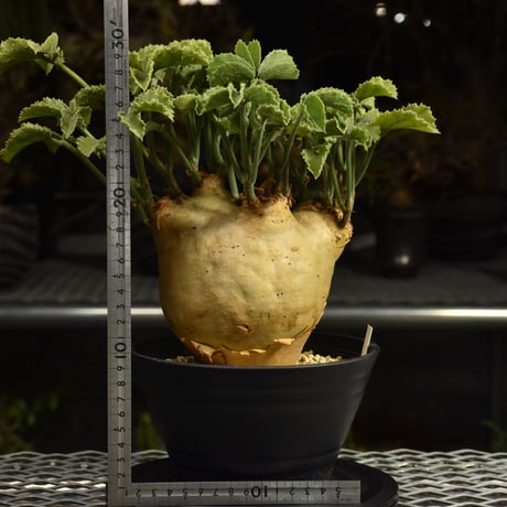 Cyphostemma uter var. macropus　キフォステンマ ウター マクロプス 発根済現地株 I61