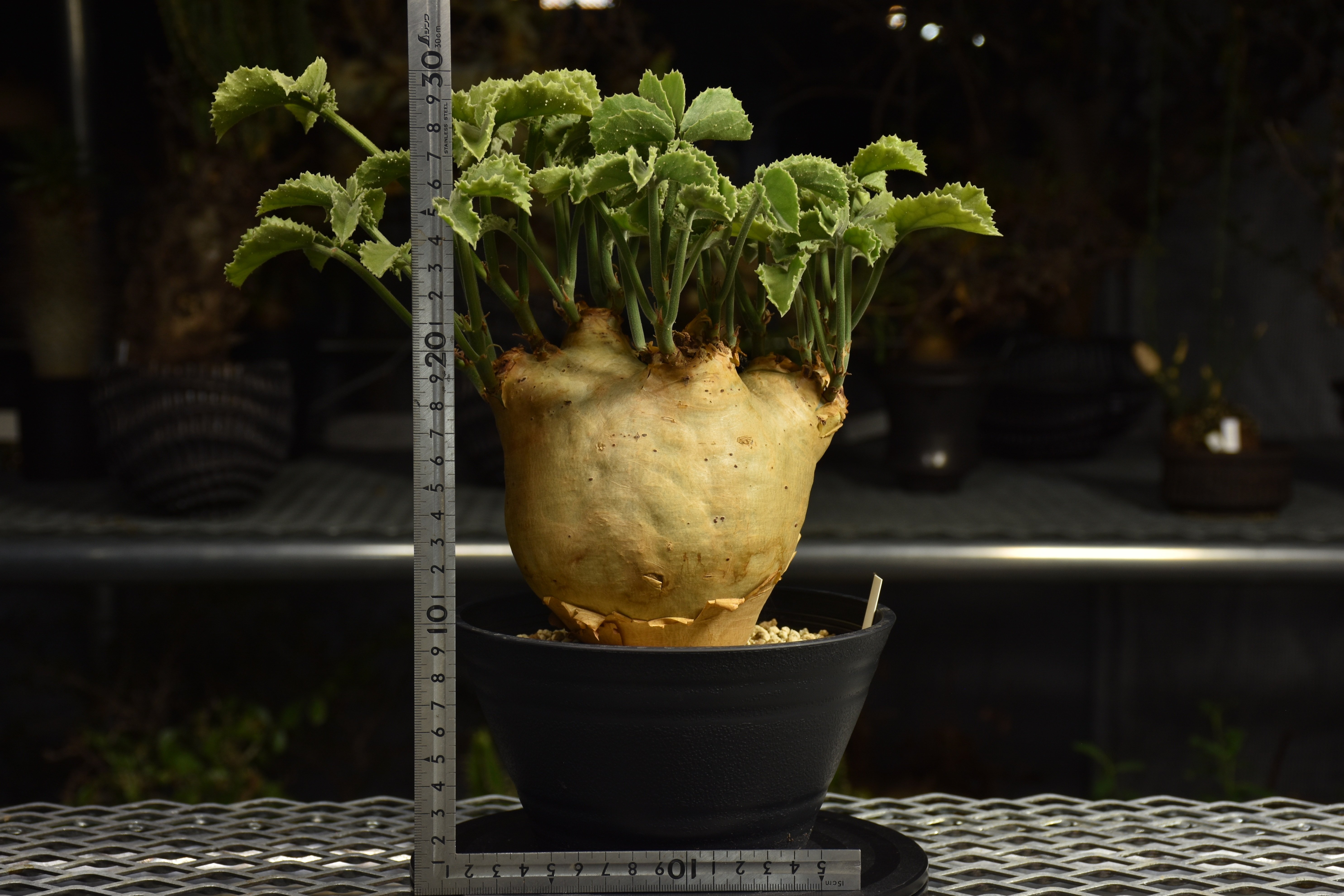 Cyphostemma uter var. macropus キフォステンマ ウター マクロプ