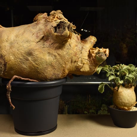 Cyphostemma uter macropus　キフォステンマ ウター マクロプス ベアルート株 6I12 芽吹きあり