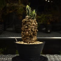 Euphorbia mlanjeana　ユーフォルビア ムランジーナ 発根済現地株 I90