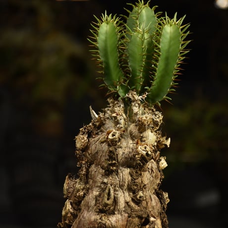 Euphorbia mlanjeana　ユーフォルビア ムランジーナ 発根済現地株 I87