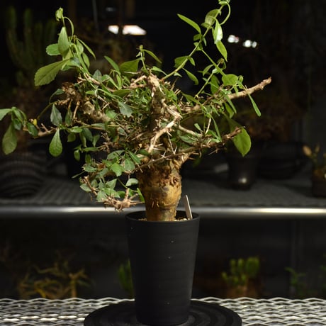Commiphora habessinica コミフォラ ハベシニカ 発根済現地株 6B35