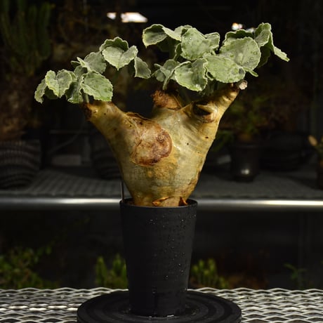 Cyphostemma uter var. macropus　キフォステンマ ウター マクロプス 発根済現地株 H1