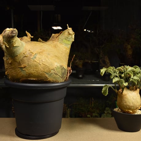Cyphostemma uter macropus　キフォステンマ ウター マクロプス ベアルート株 6I11 芽吹きあり