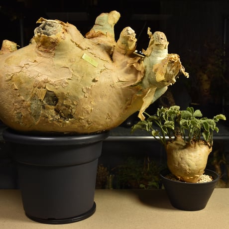 Cyphostemma uter macropus　キフォステンマ ウター マクロプス ベアルート株 6I2 芽吹きあり