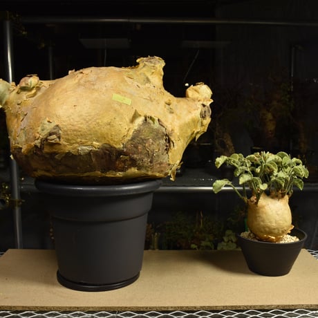 Cyphostemma uter macropus　キフォステンマ ウター マクロプス ベアルート株 6I6 芽吹きあり