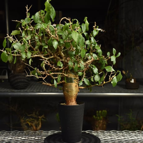 Commiphora habessinica コミフォラ ハベシニカ 発根済現地株 6B34