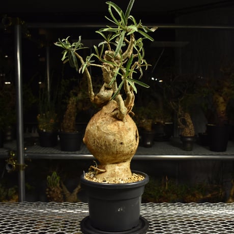 Adenium Somalense アデニウム ソマレンセ 発根済現地株 6H4