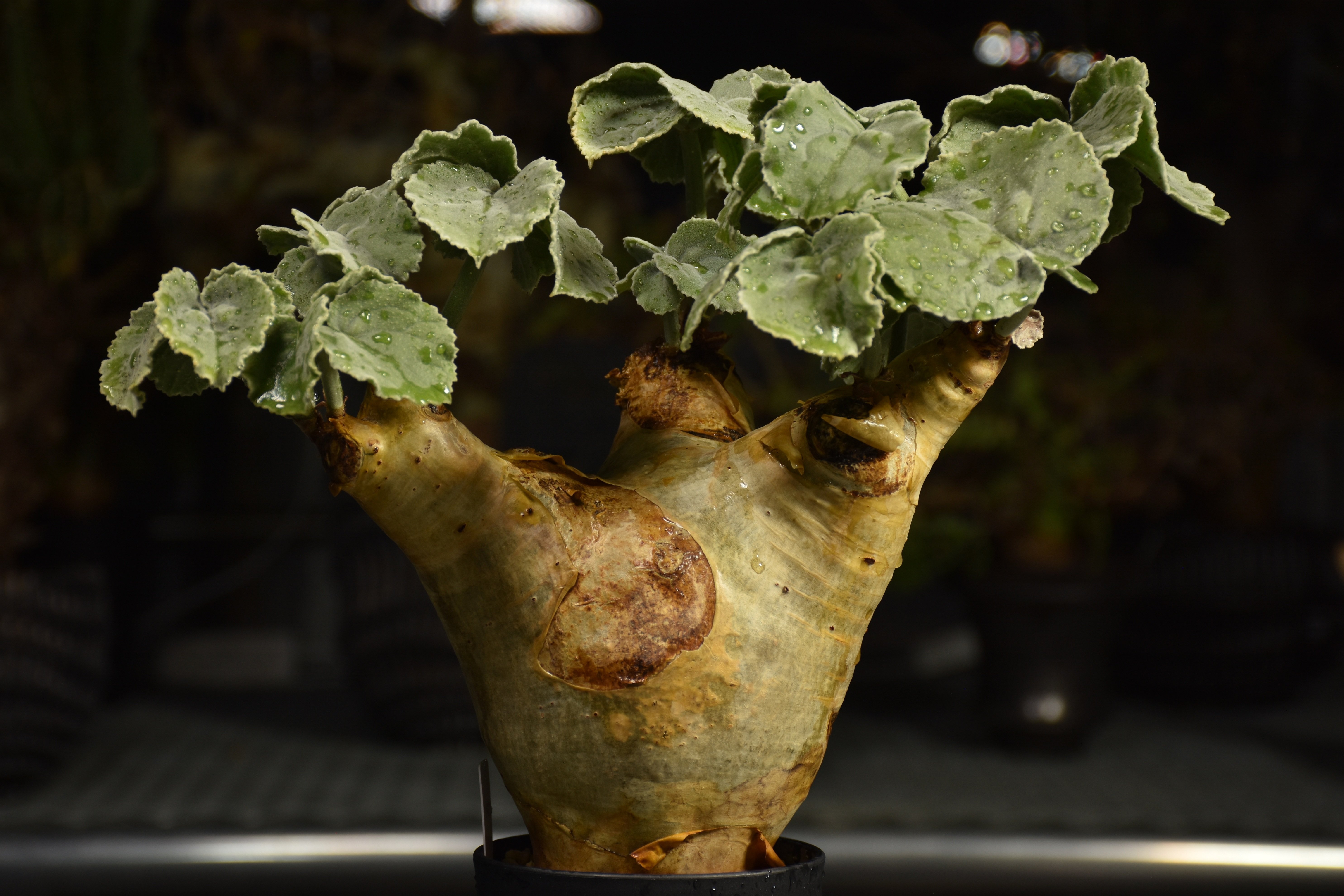 Cyphostemma uter var. macropus キフォステンマ ウター マクロプ