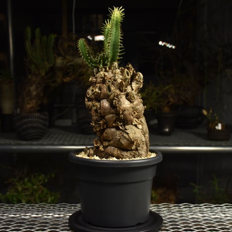 Euphorbia mlanjeana　ユーフォルビア ムランジーナ 発根済現地株 I88