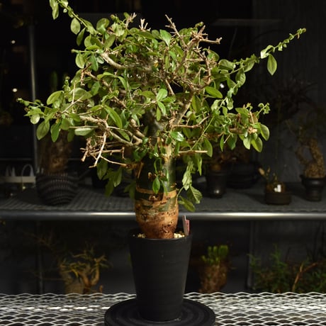 Commiphora habessinica コミフォラ ハベシニカ 発根済現地株 6B36