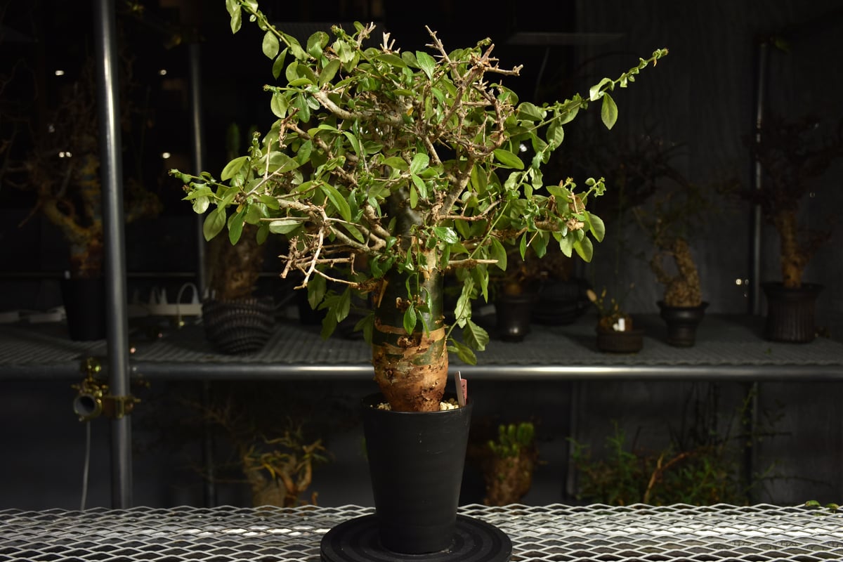 Commiphora habessinica コミフォラ ハベシニカ 発根済現地株 6B36
