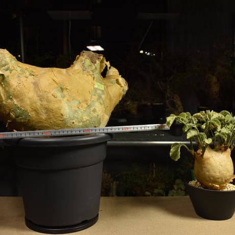 Cyphostemma uter macropus　キフォステンマ ウター マクロプス ベアルート株 6I14 芽吹きあり
