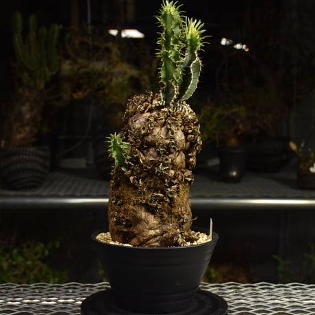 Euphorbia mlanjeana　ユーフォルビア ムランジーナ 発根済現地株 I89