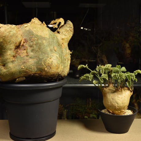 Cyphostemma uter macropus　キフォステンマ ウター マクロプス ベアルート株 6I1　芽吹きあり