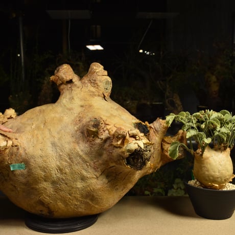 Cyphostemma uter macropus　キフォステンマ ウター マクロプス ベアルート株 6I12 芽吹きあり