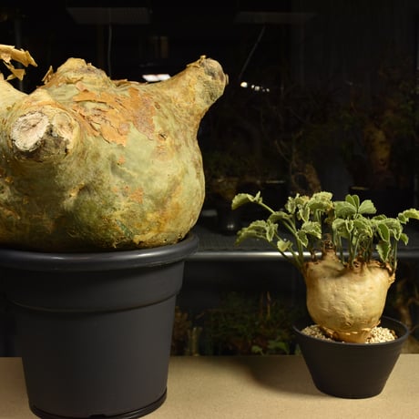 Cyphostemma uter macropus　キフォステンマ ウター マクロプス ベアルート株 6I1　芽吹きあり