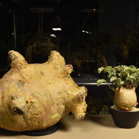 Cyphostemma uter macropus　キフォステンマ ウター マクロプス ベアルート株 6I3 芽吹きあり
