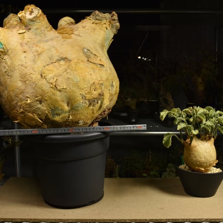 Cyphostemma uter macropus　キフォステンマ ウター マクロプス ベアルート株 6I16 芽吹きあり