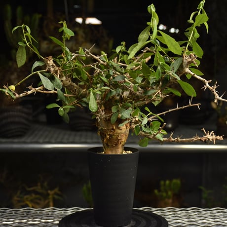 Commiphora habessinica コミフォラ ハベシニカ 発根済現地株 6B35
