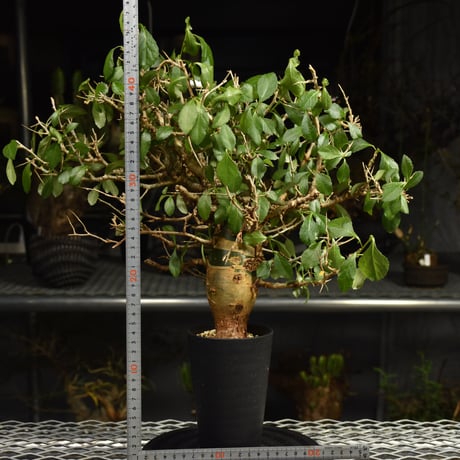 Commiphora habessinica コミフォラ ハベシニカ 発根済現地株 6B34