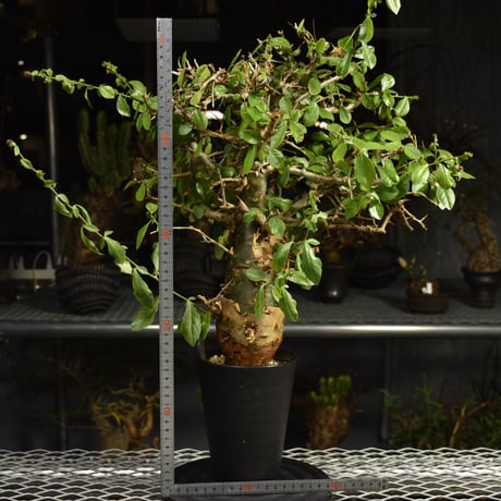 Commiphora habessinica コミフォラ ハベシニカ 発根済現地株 6B36