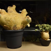 Cyphostemma uter macropus　キフォステンマ ウター マクロプス ベアルート株 6I8 芽吹きあり