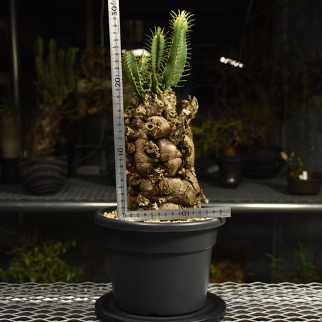 Euphorbia mlanjeana　ユーフォルビア ムランジーナ 発根済現地株 I88