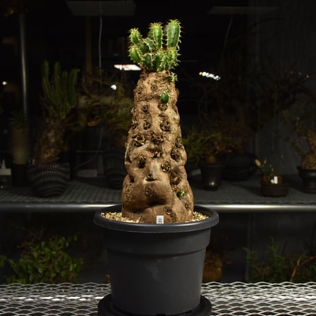 Euphorbia mlanjeana　ユーフォルビア ムランジーナ 発根済現地株 6DA37
