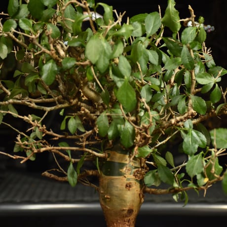 Commiphora habessinica コミフォラ ハベシニカ 発根済現地株 6B34
