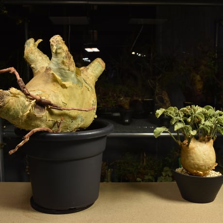 Cyphostemma uter macropus　キフォステンマ ウター マクロプス ベアルート株 6I7 芽吹きあり