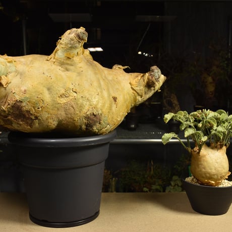 Cyphostemma uter macropus　キフォステンマ ウター マクロプス ベアルート株 6I3 芽吹きあり