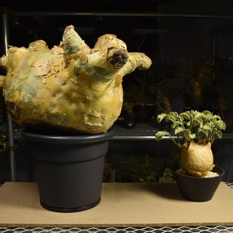 Cyphostemma uter macropus　キフォステンマ ウター マクロプス ベアルート株 6I10 芽吹きあり