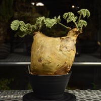 Cyphostemma uter var. macropus　キフォステンマ ウター マクロプス 発根済現地株 I60