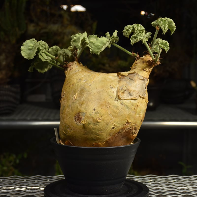 Cyphostemma uter var. macropus キフォステンマ ウター マクロプ