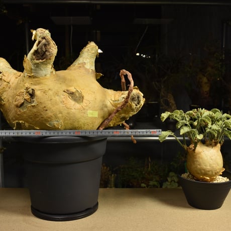 Cyphostemma uter macropus　キフォステンマ ウター マクロプス ベアルート株 6I7 芽吹きあり