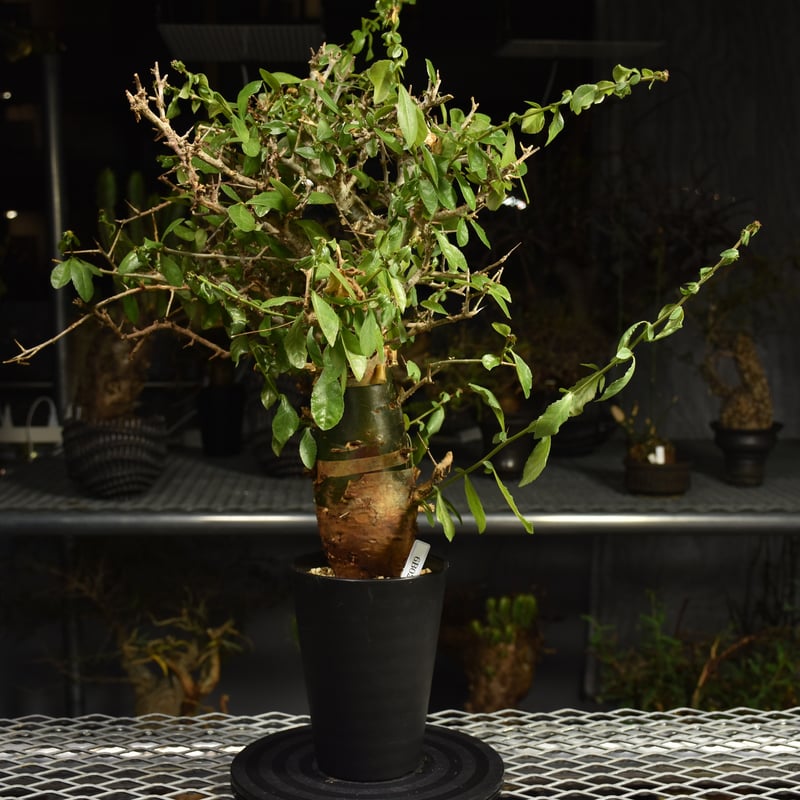 Commiphora habessinica コミフォラ ハベシニカ 発根済現地株 6B36
