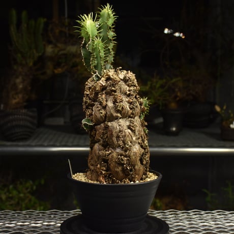 Euphorbia mlanjeana　ユーフォルビア ムランジーナ 発根済現地株 I89