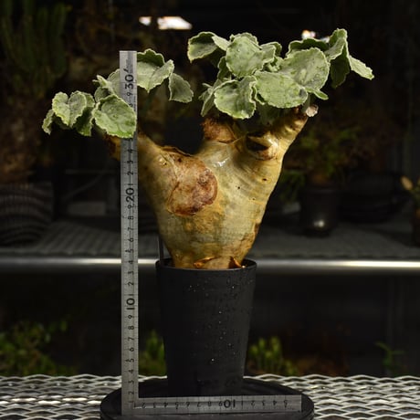 Cyphostemma uter var. macropus　キフォステンマ ウター マクロプス 発根済現地株 H1